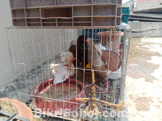 বড় সাইজের কিং কবুতর
